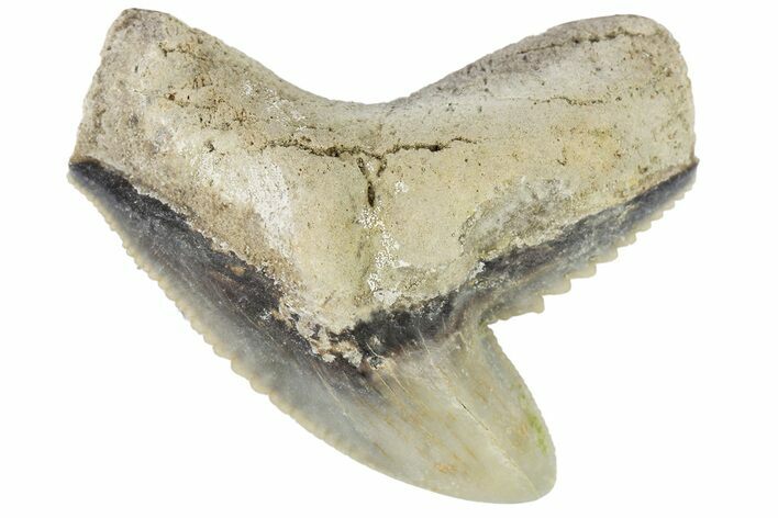 Fossil Tiger Shark (Galeocerdo) Tooth - Aurora, NC #179019